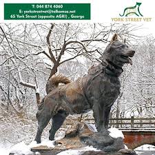 Did You Know That Balto Was Based On A True Story In 1925 He Became An International Hero For Saving The Whole Town Of N Famous Dogs Dog Statue Beautiful Dogs