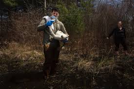 Waltham® pest services in cape cod, ma. The Undergrowth Of