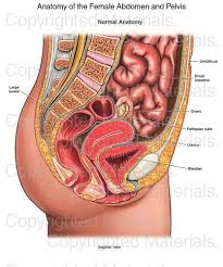 Anatomy Of The Female Abdomen And Pelvis Human Anatomy
