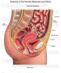 anatomy of the female abdomen and pelvis human anatomy