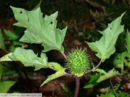 Image result for durman obecný plod