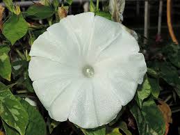 Image result for Ipomoea shirambensis