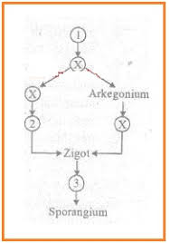 Maybe you would like to learn more about one of these? Try Out Online 2013 Biologi Sma Ipa Proprofs Quiz