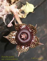 Image result for Duvalia polita