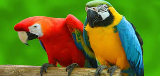 تفسير رؤية الببغاء في المنام لابن سيرين معلومة ثقافية