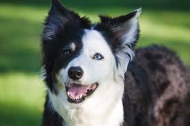 30+ years of experience in breeding, raising and working of border collies. Border Collie Dog Breed Information