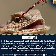 تطلق السحالي ذات القرون الدم من عيونها كوسيلة دفاعية تمثل السحلية ذات القرون فريسة شهية لأنواع عديدة من الحيوانات في الصحاري لذا فقد طورت ترسانة م beef food