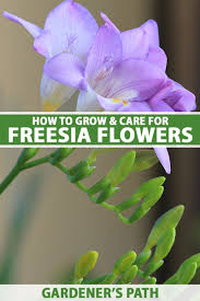 Image result for Freesia grandiflora