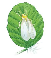 And you can have it right at your home. Pin On Garden Pest Control