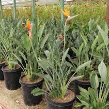 Image result for Strelitzia