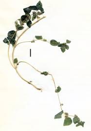 Image result for Parietaria debilis
