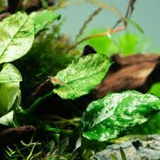 Image result for Nesaea crassicaulis
