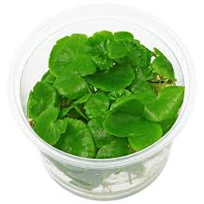 Image result for Hydrocotyle mannii