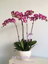 Chậu Lan Hồ điệp Tím Mộng Mơ Kết Hợp Với Chậu Sứ Trắng