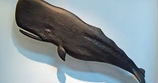 Large Leaping Black Whale Folk Art Carving By J P Johnson Length 42 Skipjack Nautical Wares Whale Wall Art Art Carved Whale