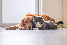 13 Dogs That Are Good With Cats