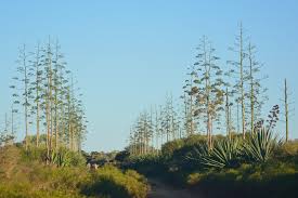 Image result for Cissus humbertii