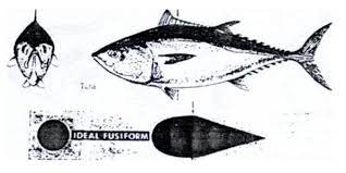 Pengertian jurnal umum menurut para ahli. Pengertian Ikan Pisces Ciri Jenis Klasifikasi Dan Contoh