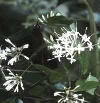 Image result for Pavetta gardeniifolia