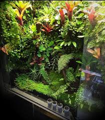 How To Set Up A Living Vivarium For Poison Dart Frogs Terraria Piante Da Terrario Terrario Habitat