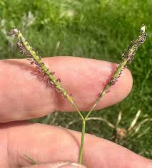 Image result for Paspalum vaginatum