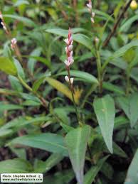 Image result for Persicaria decipiens