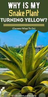 Why Is My Snake Plant Turning Yellow Causes What To Do Snake Plant Plants Snake Plant Care