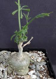 Image result for Kedrostis foetidissima