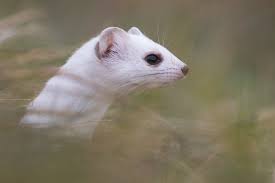 Hermelin ретвитнул(а) the matt skidmore show. Hermelin Im Winterkleid Portrait Foto Bild Tiere Wildlife Saugetiere Bilder Auf Fotocommunity