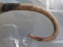 Possum Tail Possum Diapsid Tailed