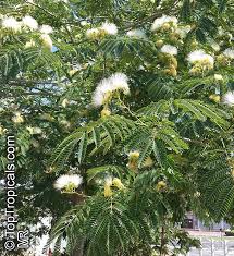 Image result for Albizia zimmermannii