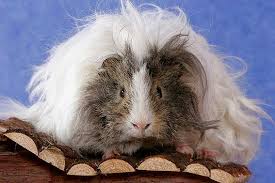 Um die auswahl des katzennamens zu erleichtern, sind folgend klassische, lustige und auch ausgefallene namen für katzen in alphabetischer reihenfolge aufgelistet. Meerschweinchen Namen Suss Witzig Ausgefallen Tierexperten