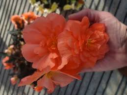 Image result for Begonia horticola