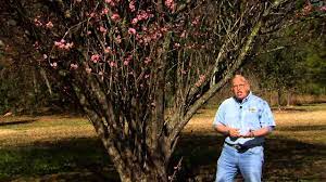 Find the perfect japanese apricot flower tree stock photo. Japanese Flowering Apricot Trees Provide Beautiful Flowers Youtube