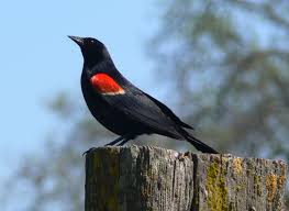 Black Bird With Red Stripe On Wing Pin On Life List Birds