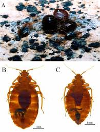 Image result for Cimex Lectularius L