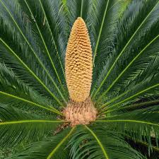 Image result for Cycas