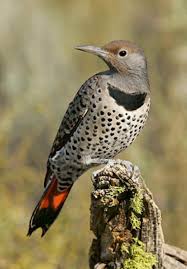 Birds Of North Alabama Yellowhammer Alabama Northern Flicker Bird Pictures Most Beautiful Birds