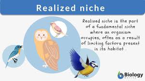 Jun 03, 2021 · fragmentation definition. Realized Niche Definition And Examples Biology Online Dictionary