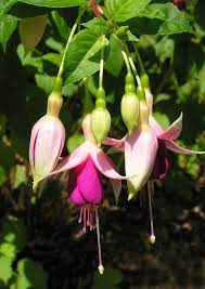 Pin On Fuchsias