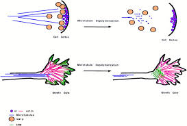 Check spelling or type a new query. Microtubule Function In Morphological Differentiation Growth Zones And Growth Cones Cell