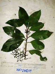 Image result for Ardisiandra sibthorpioides