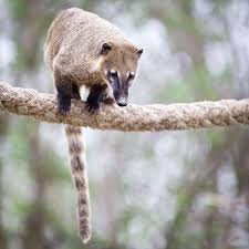Das ungewisse schicksal eines nasenbärs mit amputiertem schwanz beschäftigt derzeit tierfreunde in der region hannover. Coati Nasenbar In Costa Rica Weit Verbreitetes Saugetier Costa Rica Reisen Und Auswandern