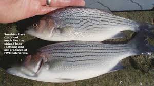 Freshwater Fish Species Florida Go Fishing