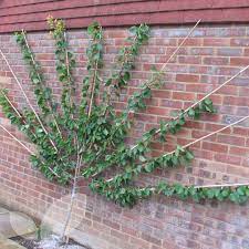 Check spelling or type a new query. Fan Trained Cherry Trees Fruit Trees For Sale