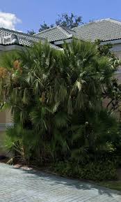Acoelorrhaphe wrightii palm planting work year january 2014.general info :this palm is also known as paurotis palm,everglades palm,madiera palm and silver. Acoelorrhaphe Wrightii Cold Hardy Palms Palmtalk