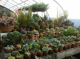 Are you searching for a nursery near me? Imgur Com Succulents Plants Farm