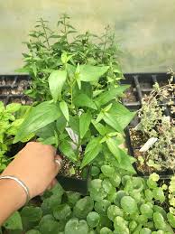 Image result for Motandra paniculata