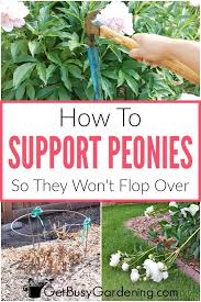 Peonies (paeonia) are a classic ingredient of the perennial border and have been in cultivation for over 2000 years. Peony Supports Tips For How To Keep Peonies From Falling Over