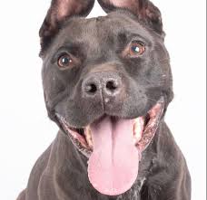 Ddos protection is activated for your ip 77.88.5.140. Lifeline Animal Project Wants All To Get Lucky With 25 Pet Adoptions Neighbornewsonline Com Suburban Atlanta S Local News Source Mdjonline Com